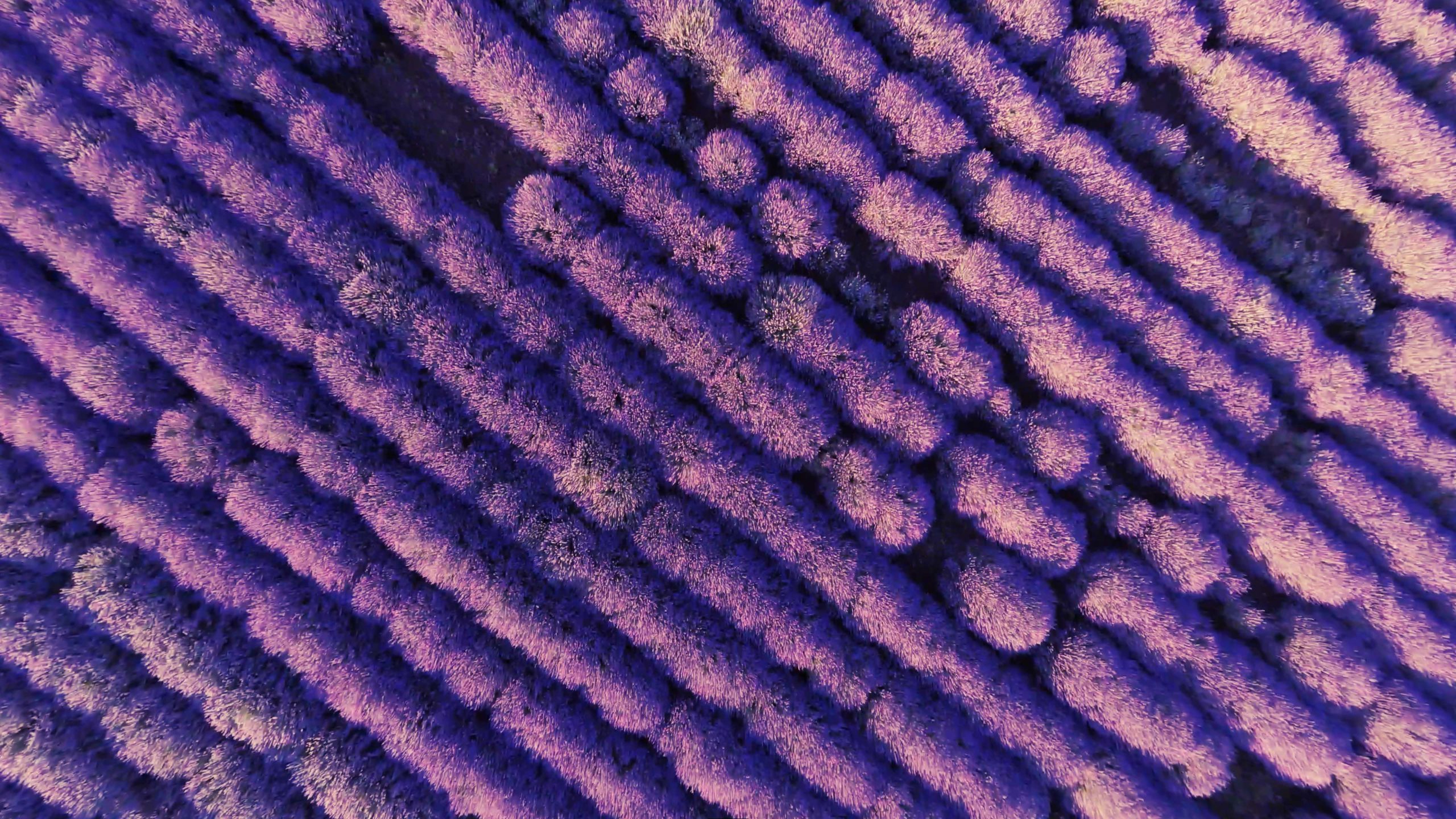 Un peu de culture avant de partir en Provence